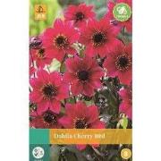 Dahlia Cherry Red