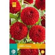 Dahlia viking bol/knol 1 stuks