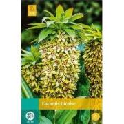 Eucomis bicolor bol/knol 2 stuks