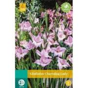 Gladiolus charming lady bol/knol 10 stuks