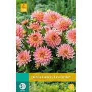 Dahlia gallery leonardo bol/knol 1 stuks