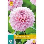 Dahlia wizard of oz bloembol