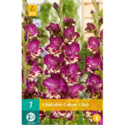 Gladiolus colour club bol/knol 7 stuks
