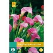 Zantedeschia garnet glow, 1 bloembol