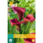 Zantedeschia callafornia red, 1 bloembol