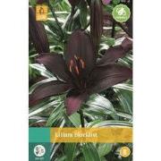 Lilium Blacklist