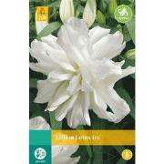 Lilium lotus ice, 1 bloembol