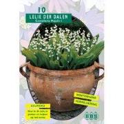 2 stuks - Convallaria Majalis (NJ) per 10