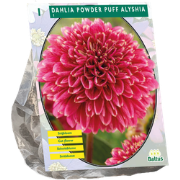 Dahlia Powder Puff Alyshia 1 stuks