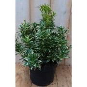 2 stuks! Pieris witbont Groen 30 cm