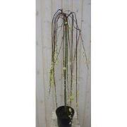 Hangwilgje geel/grijs