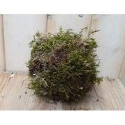 Platmos mos bol ongeveer dia. 20 cm