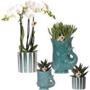 Kolibri Orchids | Set van witte orchidee Amabilis en succulenten in ke...