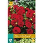 2 stuks - Dahlia Gallery Singer 1 bol