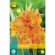 2 stuks - Canna Picasso 1 bol