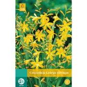 2 stuks - Crocosmia George Davison 7 bollen