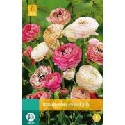2 stuks - Ranunculus Pastel Mix 7 bollen