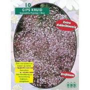 2 stuks - Zomer Bloembollen Gypsophilia Pan, Roze per 10