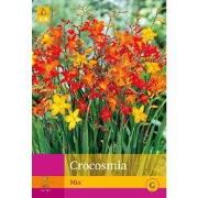 2 stuks - 50 Crocosmia Mix