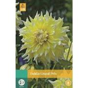 Dahlia Grand Prix