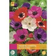 Anemone De Caen Mix