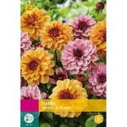 Dahlia sweet & honey bloembol