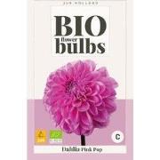 Bio dahlia pink pop bol/knol 1 stuks