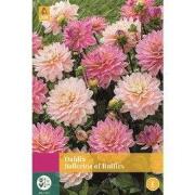 Dahlia Ballerina Of Ruffles