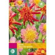 Dahlia amazing sparkle, 3 bloembollen