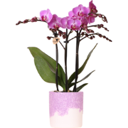 Kolibri Orchids | Paarse Vienna orchidee + Bloom sierpot paars  potmaa...