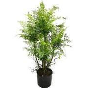 Spleenwort varen 81 cm kunstplant