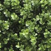 Kunstplanten mat 50x50 cm buxus