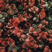 Kunstplanten mat 50x50 cm pachysandra rood