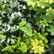 Kunstplanten mat 50x50 cm mis blues c