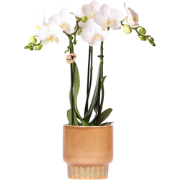 Kolibri Orchids | Witte Amabilis orchidee + Bold Cognac sierpot  potma...