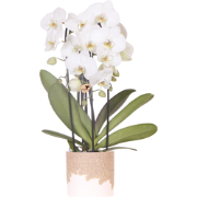 Kolibri Orchids | Witte Niagara Falls orchidee + Bloom sand sierpot  p...