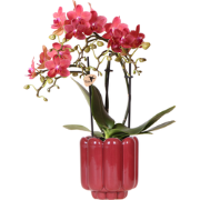 Kolibri Orchids | Rode Congo orchidee + Retro rood sierpot  potmaat Ø9...