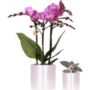 Kolibri Company | Plantenset Disco | Paarse Vienna orchidee Ø9cm + Suc...