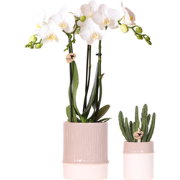 Kolibri Company | Plantenset Bamboo | Witte Amabilis orchidee Ø9cm + g...